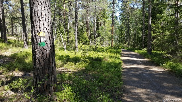 Coloured paint in yellow, green or white marking the various trails at Nacka Nature Reserve. 