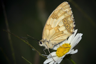 Para ampliar Melanargia lachesis (Hübner, 1790) Medioluto ibérica hacer clic