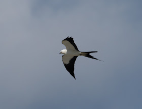 Swallow-tailed Kite - Stormwater Treatment Area 5/6, Florida