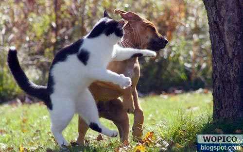Cat Fight