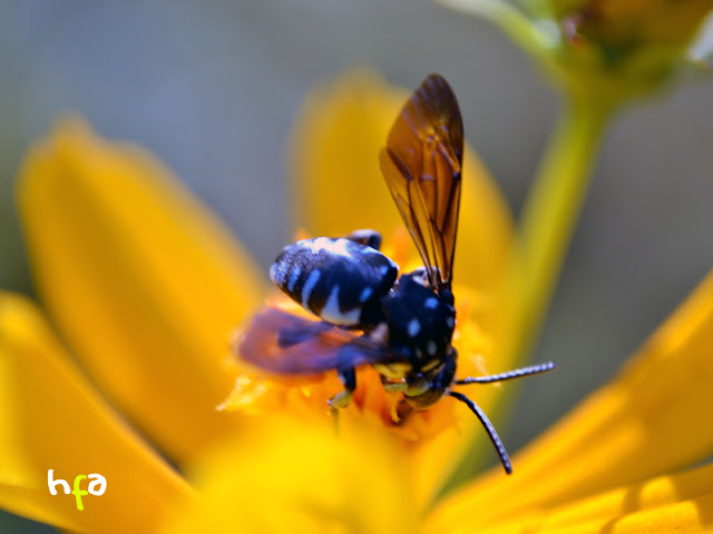 foto seekor kumbang mengisap nektar bunga kenikir kuning