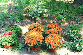 chrysanthemums by the driveway