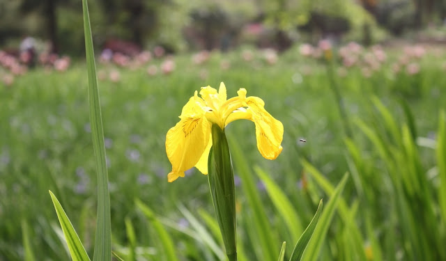 Iris Flowers Pictures