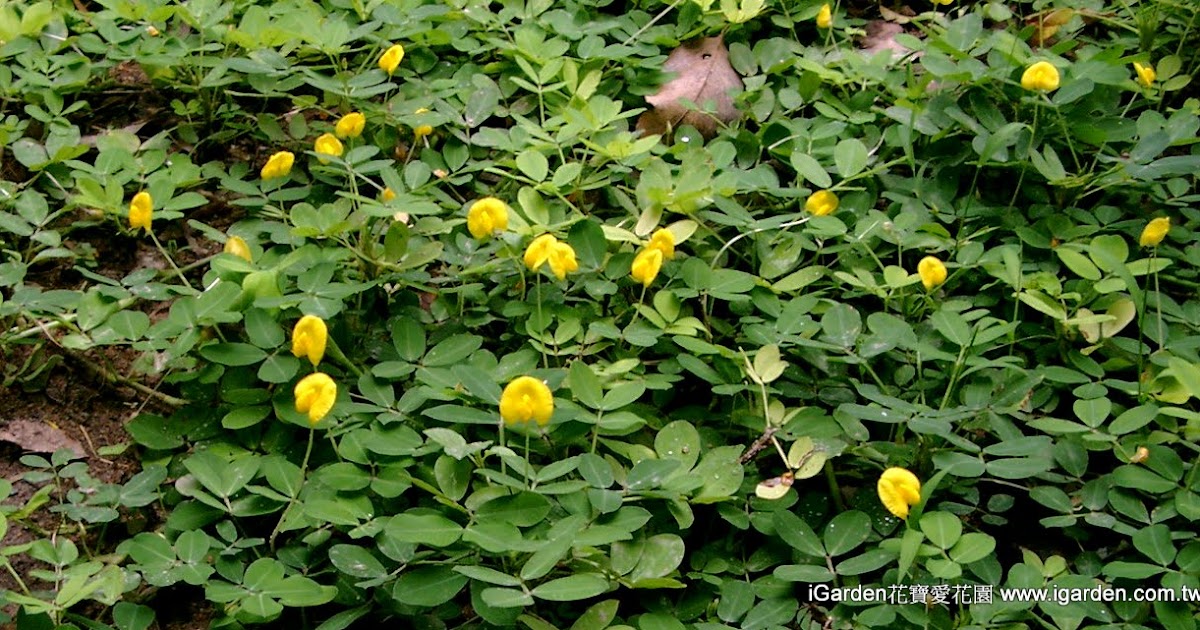 園藝達人栽培術 秀氣地被 蔓花生 園藝部落格 Igarden 花寶愛花園園藝文摘plus