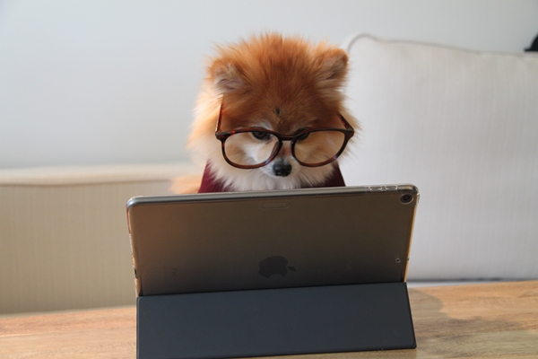 Cachorrinho de suéter e óculos em frente ao tablet