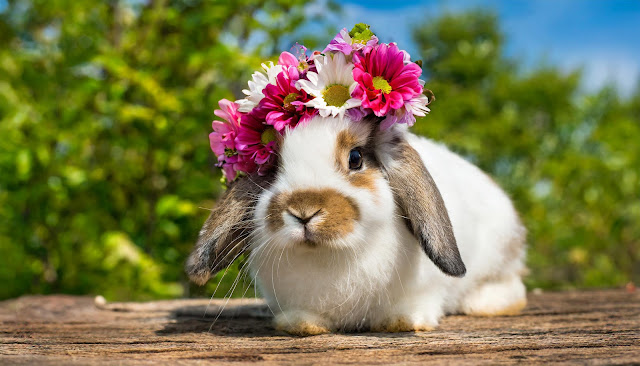 Cute Little Rabbit Wearing Flower Crown HD Wallpaper