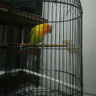 Tanda-tanda Burung Lovebird Birahi