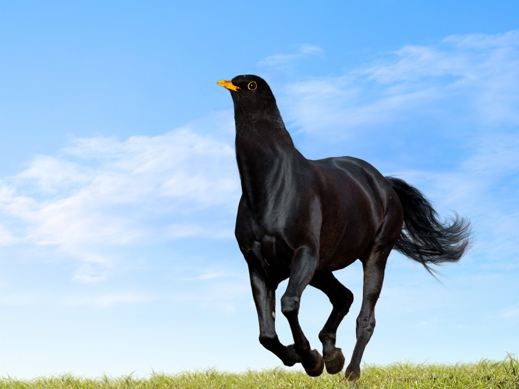 Bird Horse