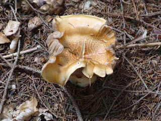 Cortinarius varius DSC126401