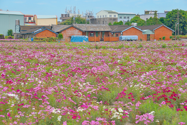 武功堂波斯菊花田