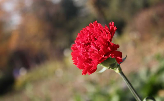 Carnation Flowers Pictures