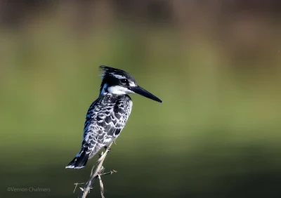 Vernon Chalmers Photography Training Classes 2019