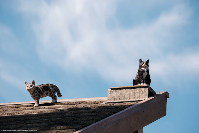 Gatinhos no telhado