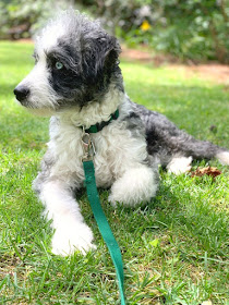 Cooper the Bernedoodle