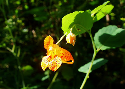 Mungo Says Bah! Bushcraft, camping, hiking, nature, photography, mushrooms, flint and steel, fungus, flora, flowers, edible