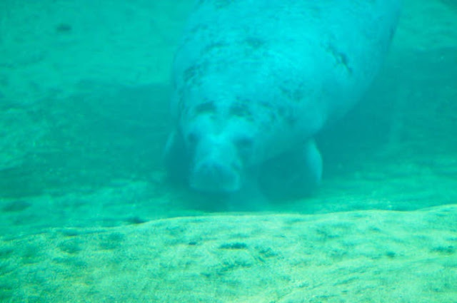 Manatees 