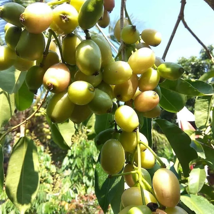 tanaman juwet putih bibit buah paling dicari Jayapura