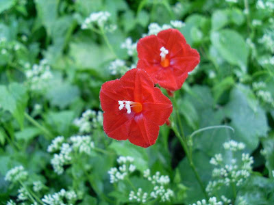 Scarlet Creeper Morning Glory - Ipomoea Coccinea