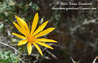 flora patagonica