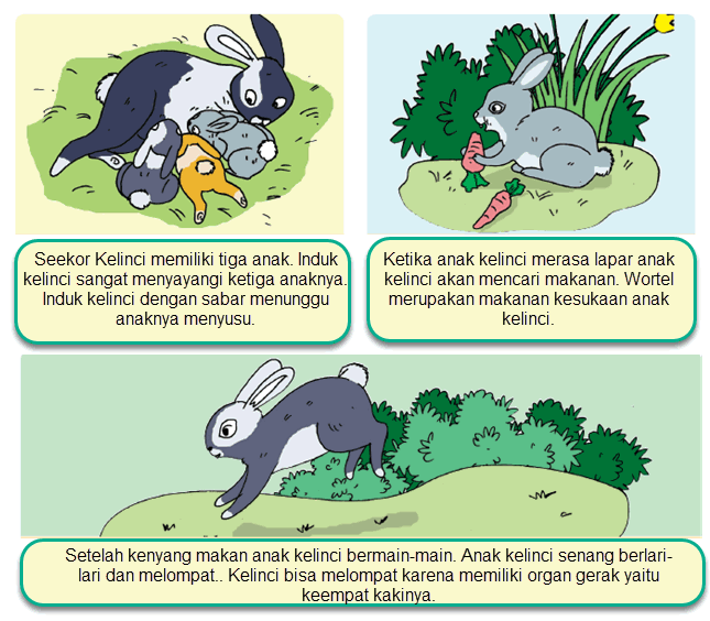 Organ Tubuh Hewan  Kelinci Dan Fungsinya Blog Kesehatan Anda