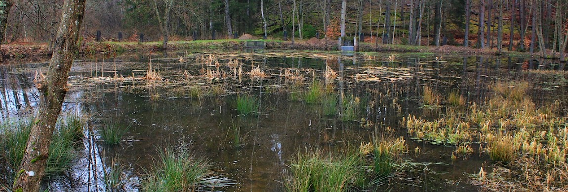 étang de Schwangerbach
