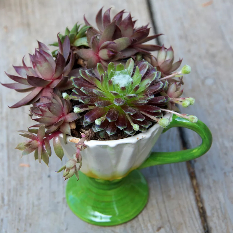 Creative Succulent Container Ideas