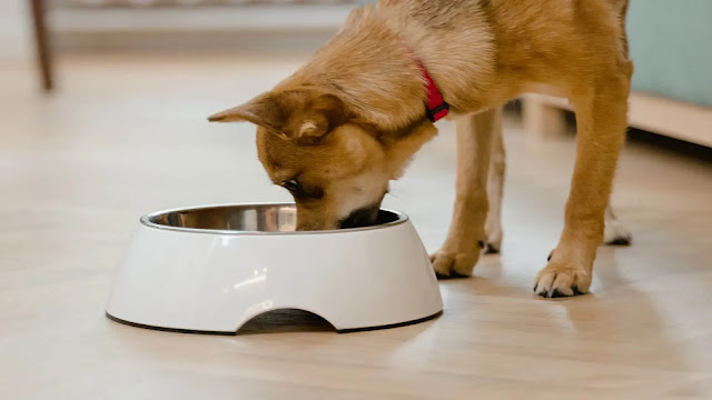 Dog eating oranges