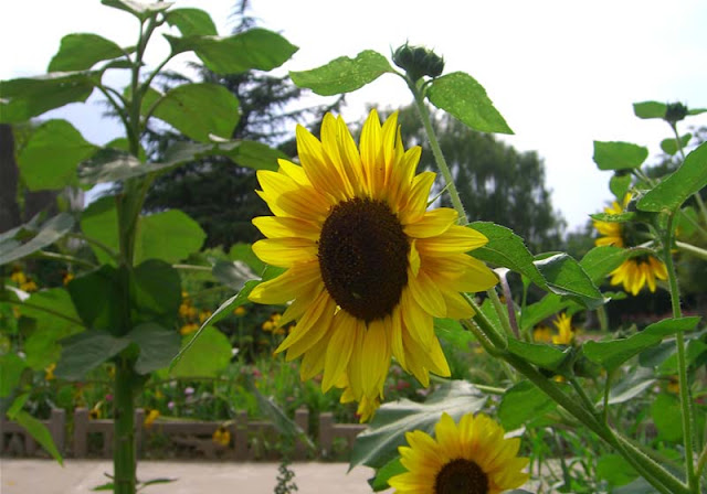 Sunflower Pictures