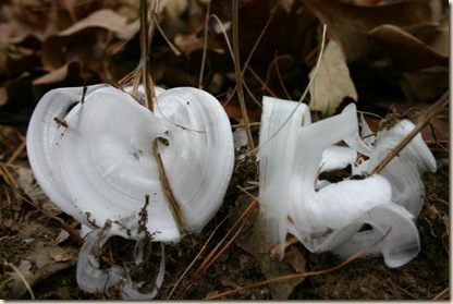 Ice flowers by Chyenne Morning Star, Edgemont, Arkansas