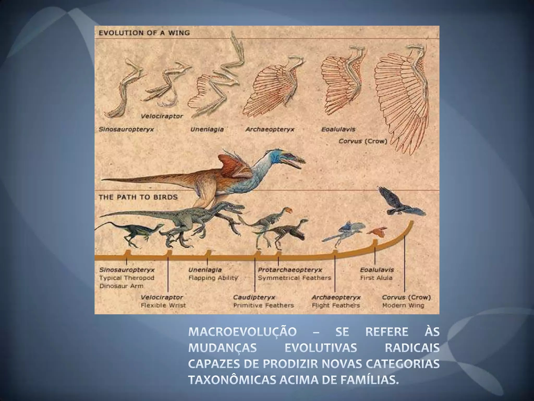 Evolução e biodiversidade resumo