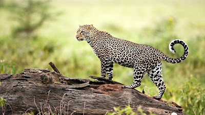 Hermoso leopardo en su hábitat natural