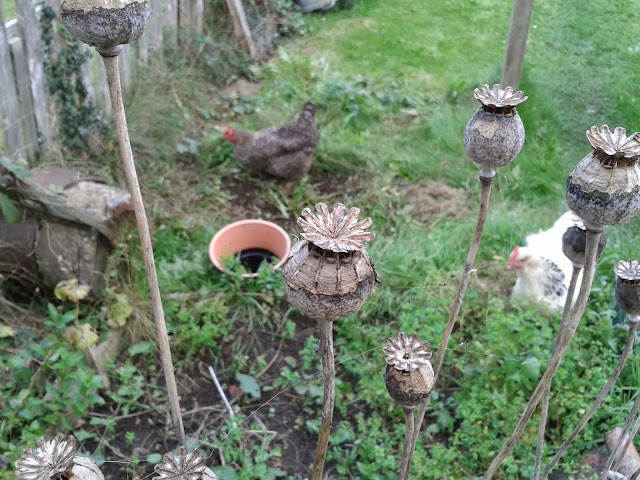 Poppy heads and chickens