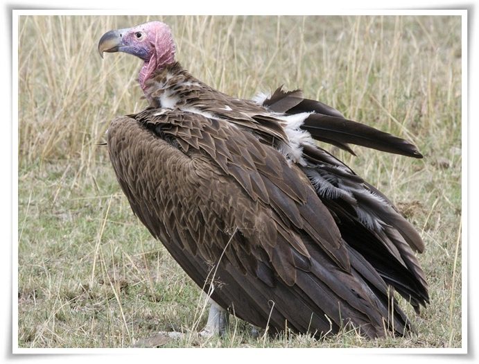 Vulture facts pictures