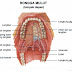 Anatomi Tubuh Manusia Sistem Pencernaan