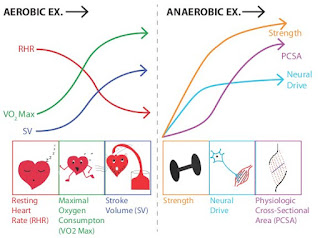 graph showing aerobic and anaerobic exercise adaptations