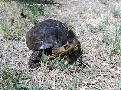 Mauremys mutica - Tortuga amarilla