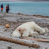 Guía turístico mata a un oso polar como un acto de "autodefensa"