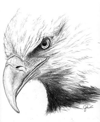 Eagle pencil drawing Newer Post Older Post Home