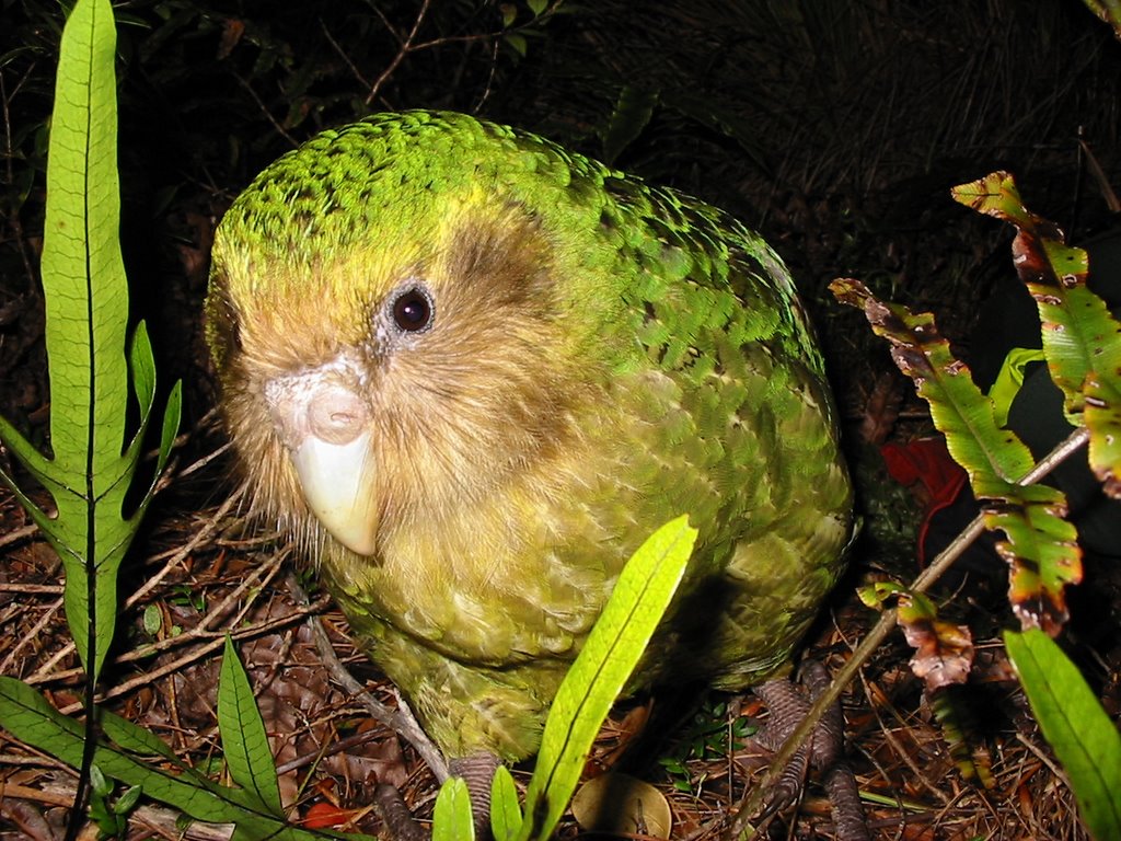 Let's Draw Endangered Species! : ): Kakapo