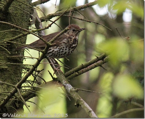 27-songthrush