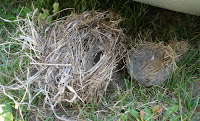 Fallen robins' nest