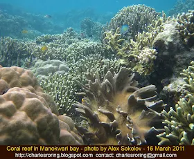 Coral reef in Dore bay of Manokwari