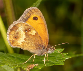 Gatekeeper, Pyronia tithonus.  Crowborough Country Park, 6 July 2018.