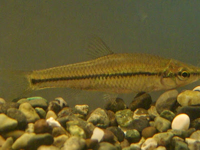 [最も好ましい] モロコ 川 魚 黒い 線 533541
