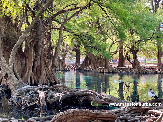 A beautiful lake in Mexico is Lake Camécuaro