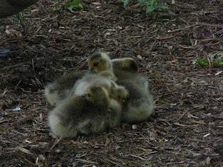 babies in a pile