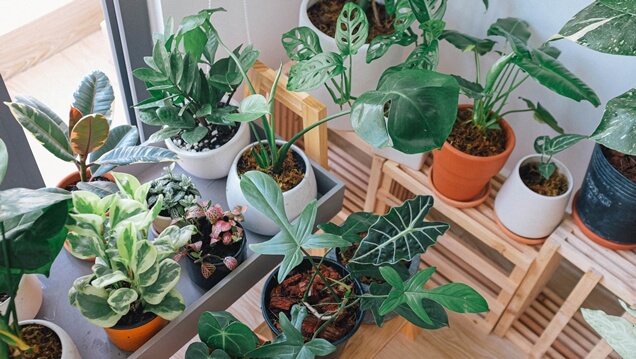 Aposte no verde - Decoração com plantas