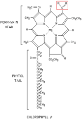 chlorophyll b