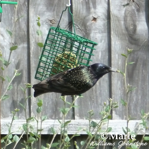 Starling bird on feeder eating no melt suet