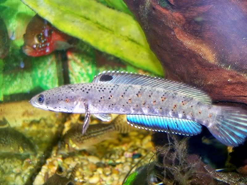  Ikan  Channa  Asli dari Indonesia Akuarium Ikan  Hias